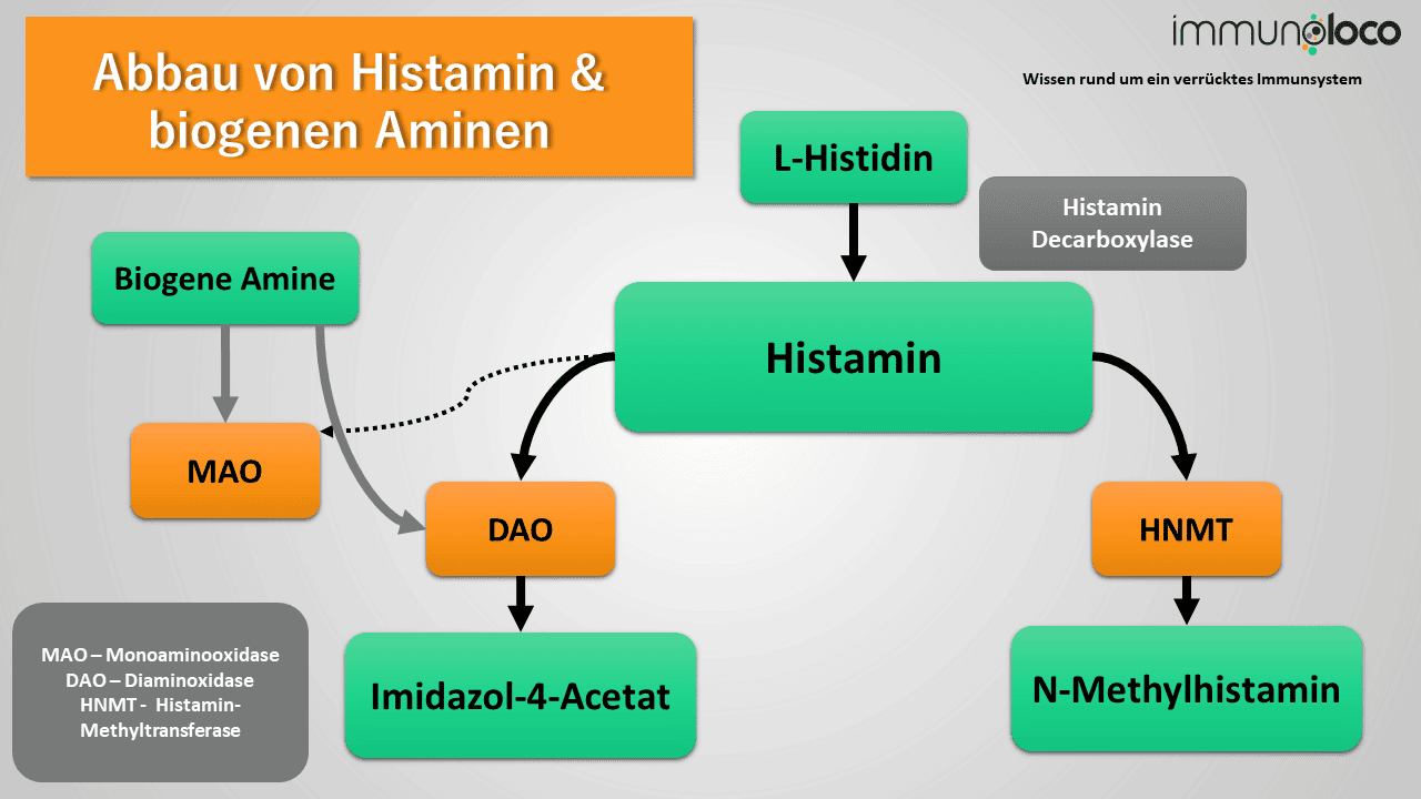 Abbau von Histamin über DAO und HNMT, sowie über MAO