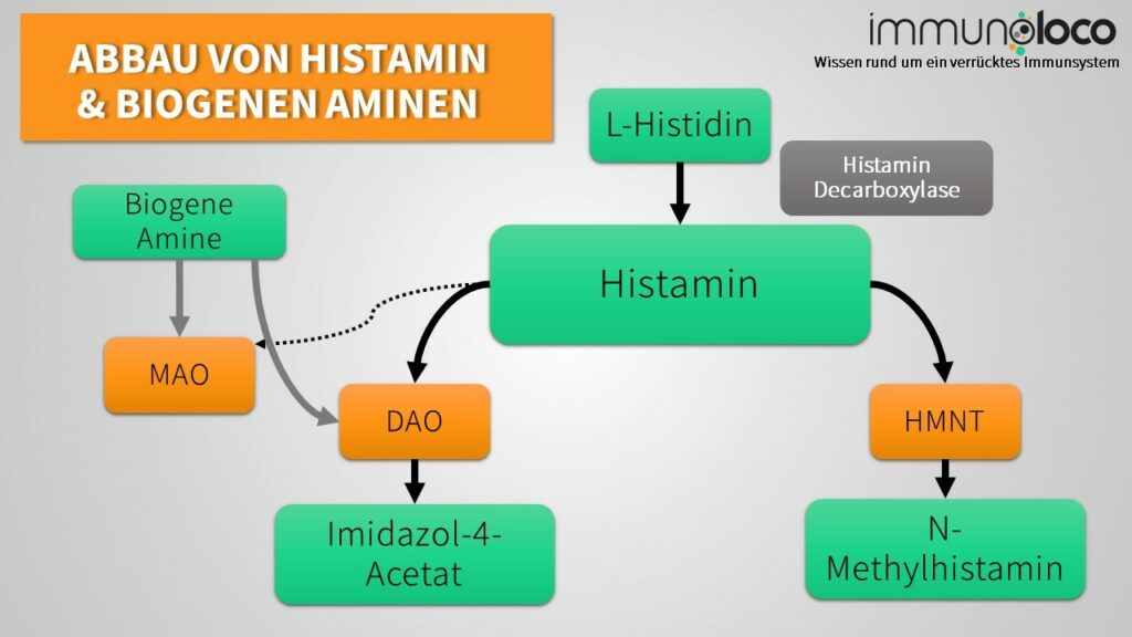 Abbau von Histamin und biogenen Aminen