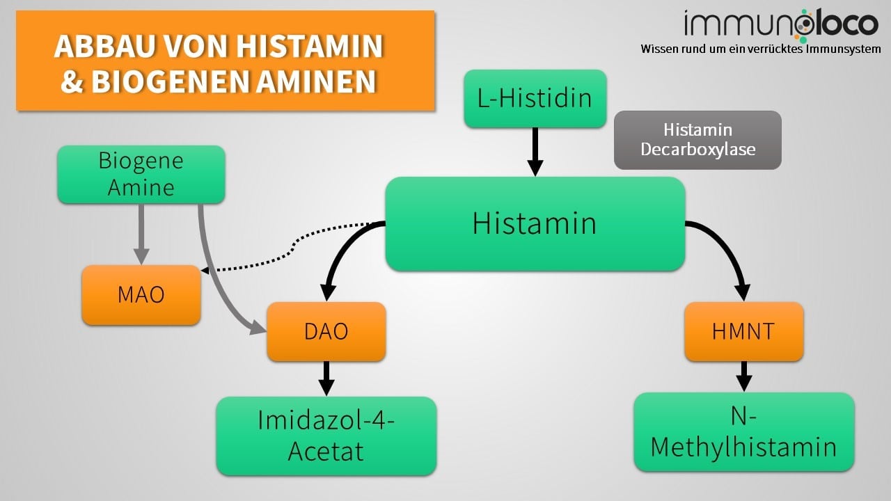 Biogene Amine-Intoleranz erklärt