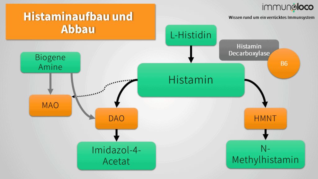 Histaminsynthese im Körper aus L-Histidin und Histaminabbau via DAO & HNMT - schematische Darstellung