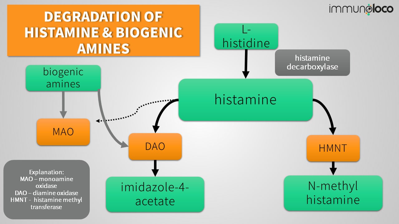 histamine hmnt dao degradation