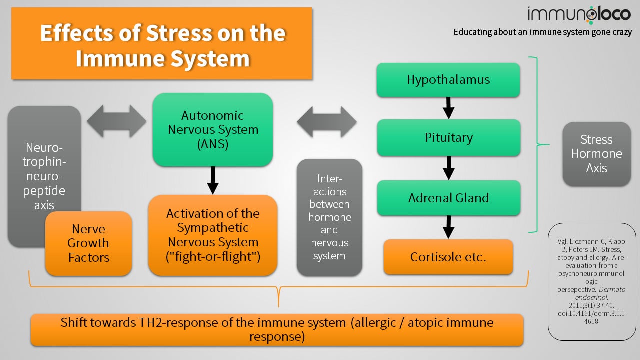 effects of stress on immune system