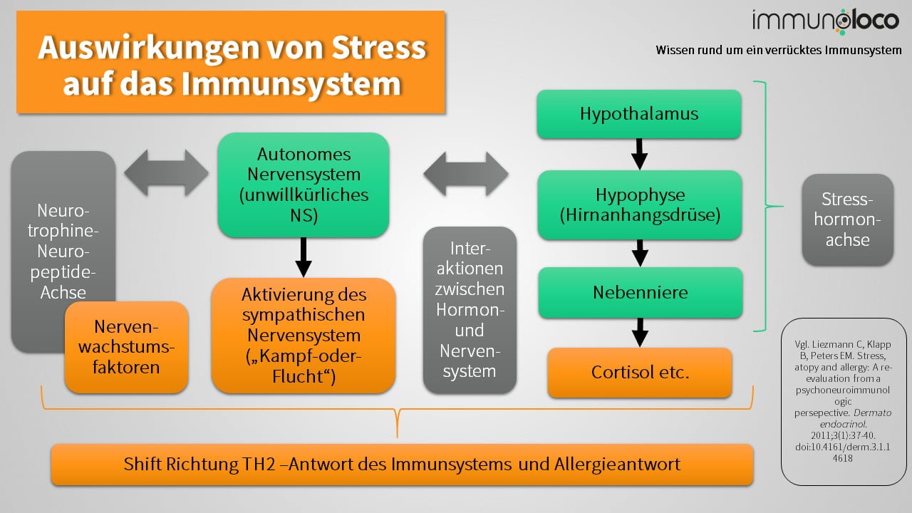 Auswirkungen von Stress auf das Immunsystem - Auslösung eines TH2 Shifts