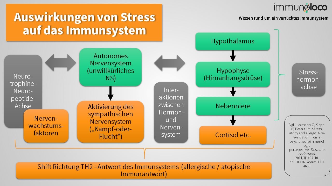 Auswirkungen von Stress auf das Immunsystem