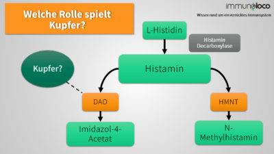 Histaminabbaupfade über DAO und HNMT schmatisch dargestellt