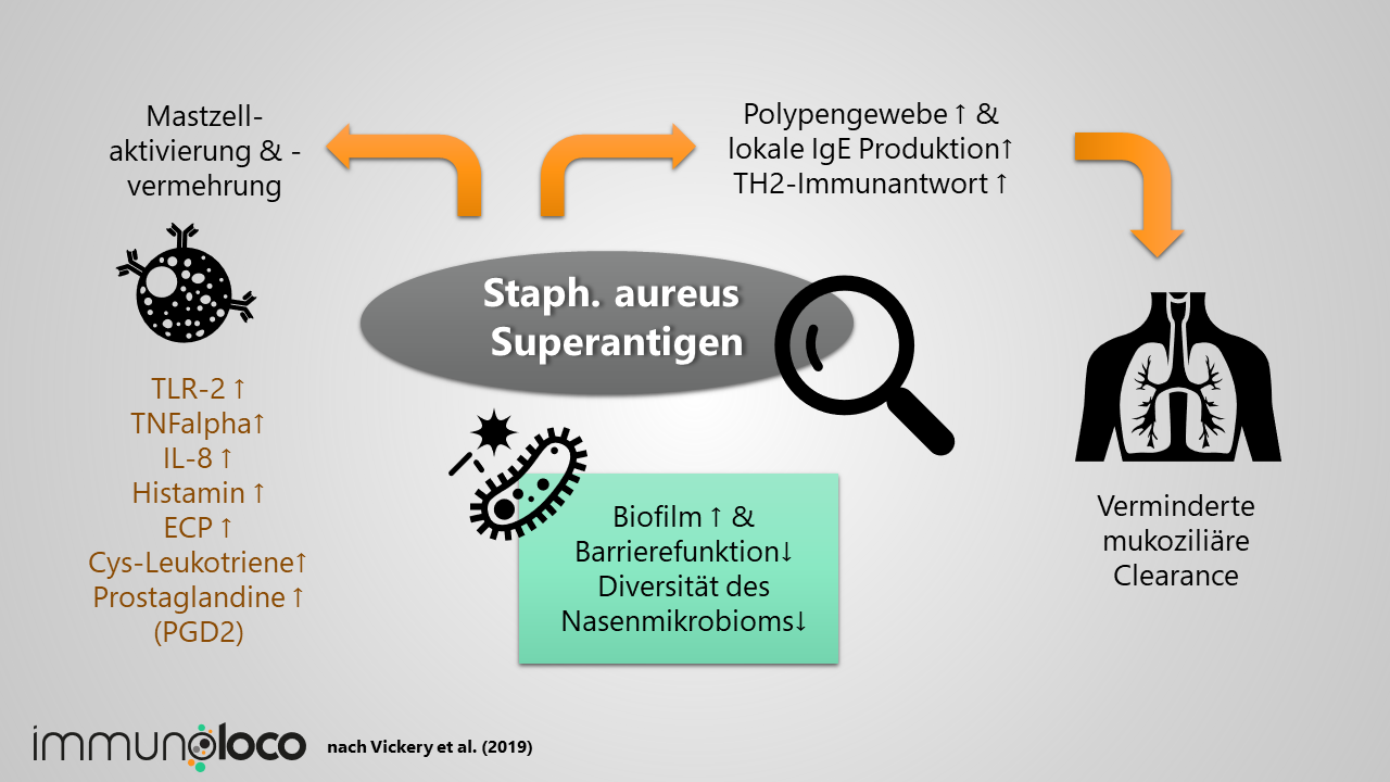 Staphylocoocus aureus Superantigene: Eine Ursache für die NSAID-Intoleranz? Die IgE gegen S. aureus sorgen für eine Mastzellaktivierung und Vermehrung.